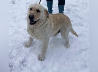 Labbi Mix „TOM“ voller Lebensfreude und Freundlichkeit