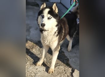 Husky-Mix „Samba“ - nordische Schönheit mit blauen Augen