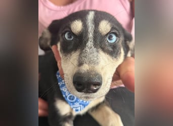 Hübsches Hundekind mit blauen Augen - das ist Lora