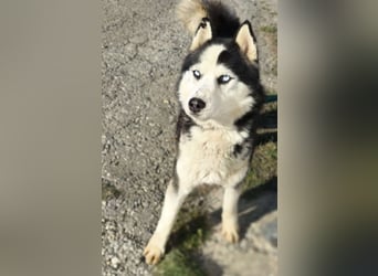 Husky-Mix „Samba“ - nordische Schönheit mit blauen Augen