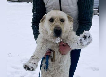 Labbi Mix „TOM“ voller Lebensfreude und Freundlichkeit