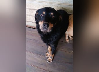 Seelenhund Sami - sucht ein Zuhause auf Lebzeit