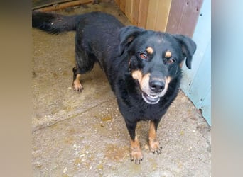 Seelenhund Sami - sucht ein Zuhause auf Lebzeit