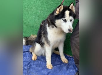 Husky-Mix „Samba“ - nordische Schönheit mit blauen Augen