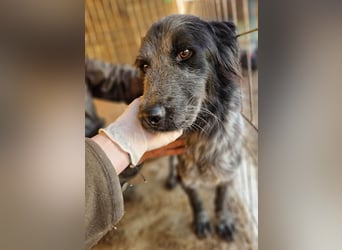 Lupo - wir geben die Hoffnung für ihn nicht auf