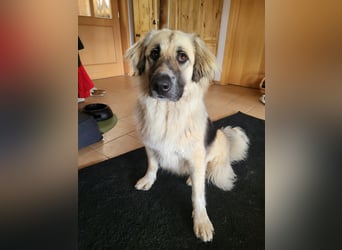 Für-immer-Zuhause ❤️gesucht für LINDA - wartet in PLZ 90596
