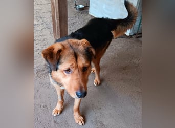 „SOS“ für Sajan - wartet in PLZ 16835 Herzberg auf Besuch