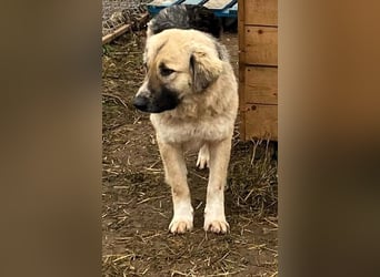 Linda – Zuhause gesucht für ein besonders liebes Mädchen