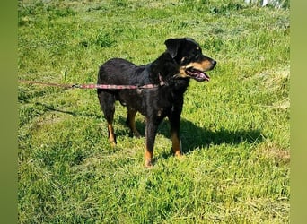 Seelenhund Sami - sucht ein Zuhause auf Lebzeit