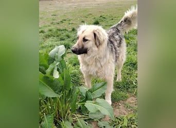Für-immer-Zuhause ❤️gesucht für LINDA - wartet in PLZ 90596