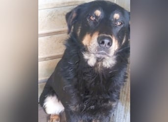 Seelenhund Sami - sucht ein Zuhause auf Lebzeit