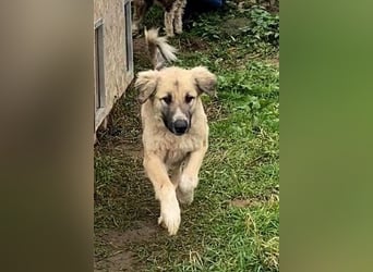 Linda – Zuhause gesucht für ein besonders liebes Mädchen