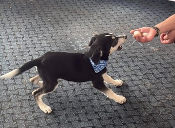 Hübsches Hundekind mit blauen Augen - das ist Lora