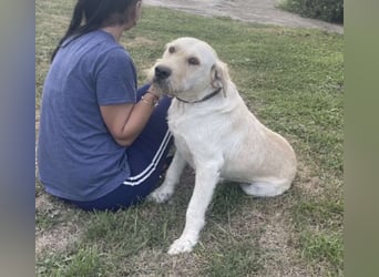 Labbi Mix „TOM“ voller Lebensfreude und Freundlichkeit