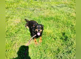 Seelenhund Sami - sucht ein Zuhause auf Lebzeit