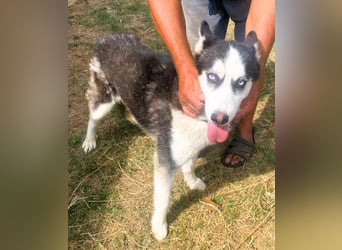 Husky-Mix „Skadi“ - nordische Schönheit mit eisblauen Augen