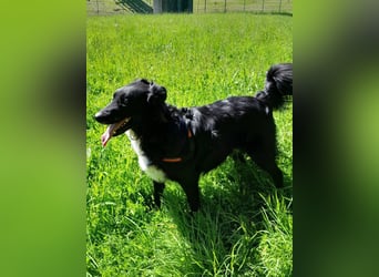 Cindy sucht ihr Traumzuhause-wartet in 94227 Zwiesel