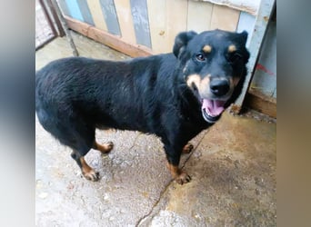 Seelenhund Sami - sucht ein Zuhause auf Lebzeit