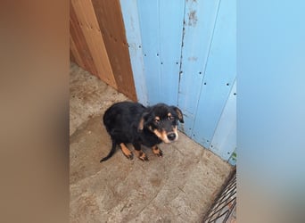 Seelenhund Sami - sucht ein Zuhause auf Lebzeit