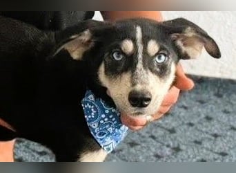 Hübsches Hundekind mit blauen Augen - das ist Lora