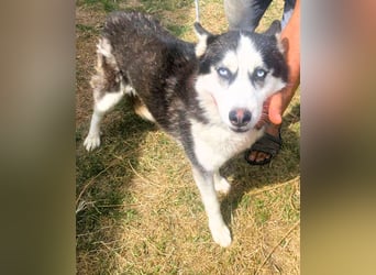 Husky-Mix „Skadi“ - nordische Schönheit mit eisblauen Augen