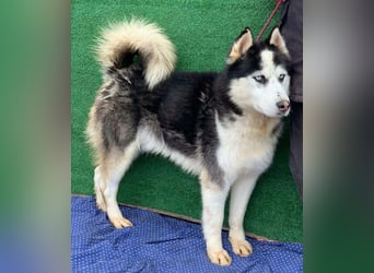 Husky-Mix „Samba“ - nordische Schönheit mit blauen Augen
