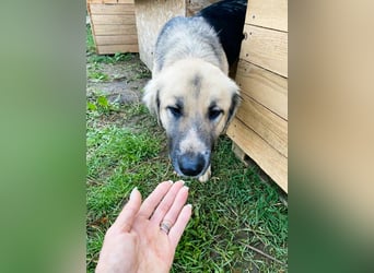 Linda – Zuhause gesucht für ein besonders liebes Mädchen