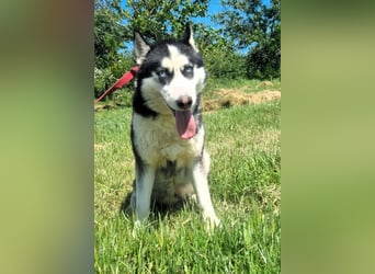 Husky-Mix „Skadi“ - nordische Schönheit mit eisblauen Augen