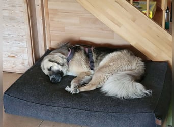 Für-immer-Zuhause ❤️gesucht für LINDA - wartet in PLZ 90596
