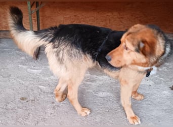 „SOS“ für Sajan - wartet in PLZ 16835 Herzberg auf Besuch