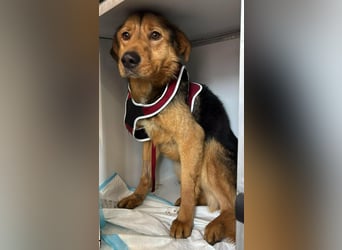 „SOS“ für Sajan - wartet in PLZ 16835 Herzberg auf Besuch