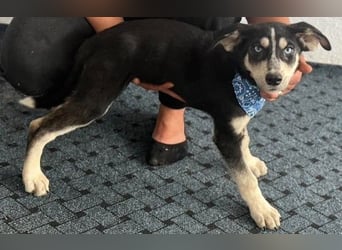 Hübsches Hundekind mit blauen Augen - das ist Lora