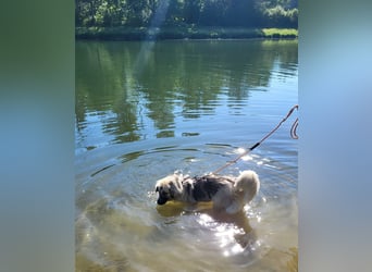 Für-immer-Zuhause ❤️gesucht für LINDA - wartet in PLZ 90596