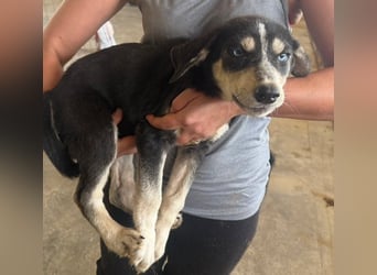 Hübsches Hundekind mit blauen Augen - das ist Lora