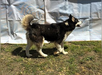 Husky-Mix „Skadi“ - nordische Schönheit mit eisblauen Augen