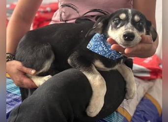 Hübsches Hundekind mit blauen Augen - das ist Lora