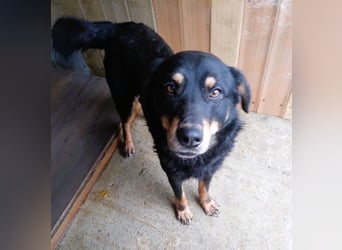 Seelenhund Sami - sucht ein Zuhause auf Lebzeit