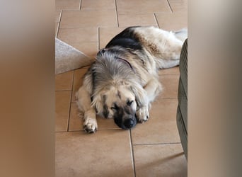 Für-immer-Zuhause ❤️gesucht für LINDA - wartet in PLZ 90596