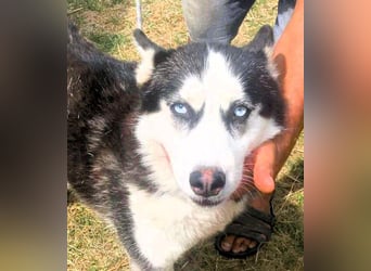 Husky-Mix „Skadi“ - nordische Schönheit mit eisblauen Augen