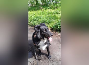 Cindy sucht ihr Traumzuhause-wartet in 94227 Zwiesel