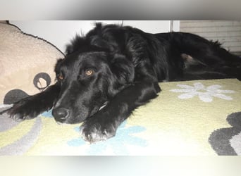 Cindy sucht ihr Traumzuhause-wartet in 94227 Zwiesel