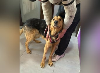 „SOS“ für Sajan - wartet in PLZ 16835 Herzberg auf Besuch