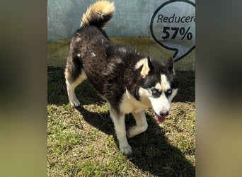 Husky-Mix „Skadi“ - nordische Schönheit mit eisblauen Augen