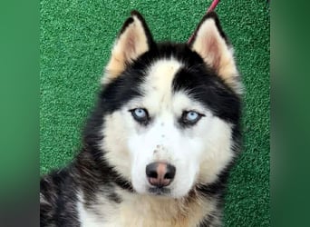 Husky-Mix „Samba“ - nordische Schönheit mit blauen Augen