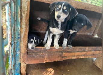 Hübsches Hundekind mit blauen Augen - das ist Lora