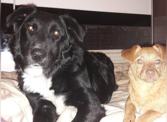 Cindy sucht ihr Traumzuhause-wartet in 94227 Zwiesel