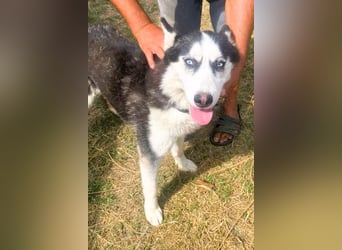 Husky-Mix „Skadi“ - nordische Schönheit mit eisblauen Augen