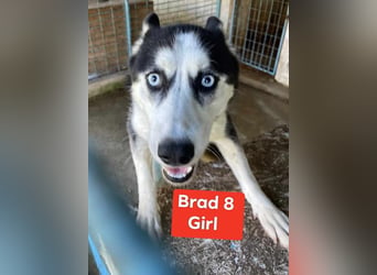 Husky-Mix „Skadi“ - nordische Schönheit mit eisblauen Augen