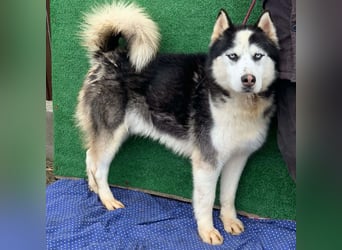 Husky-Mix „Samba“ - nordische Schönheit mit blauen Augen