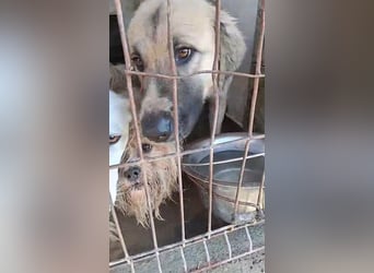 Linda – Zuhause gesucht für ein besonders liebes Mädchen